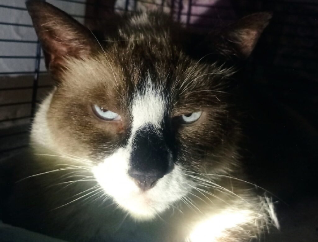 gatto illuminato sulla faccia
