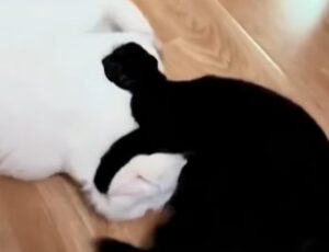 Yin e Yang in versione felina: i due mici litigando formano il famoso simbolo cinese (VIDEO)