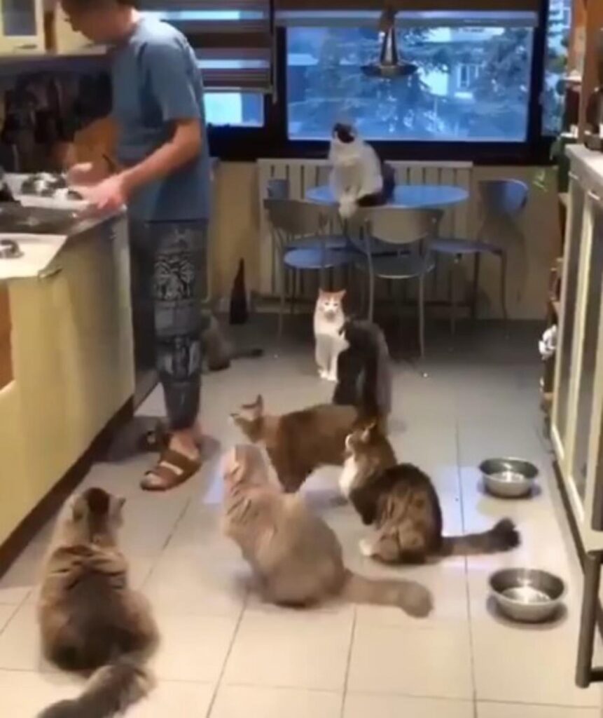 10 gatti in cucina