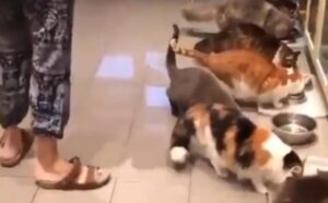 10 gatti convivono dentro una casa; il momento della cena è sempre il più divertente (VIDEO)
