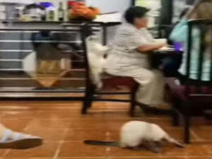 Durante la cena un gatto massaggia la schiena della nonna