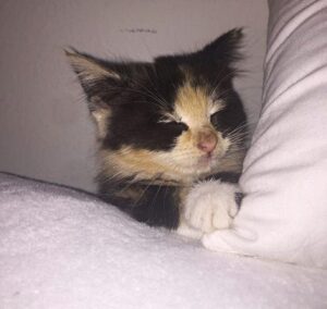Angelica, la gattina trovata in un cassonetto