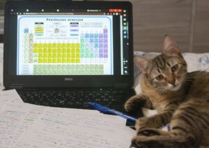 Gatto spunta in webcam e l’insegnante viene licenziata: la decisione del giudice