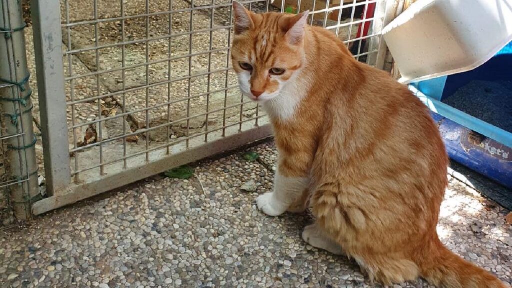 Ciccio dal pelo bianco e roscio