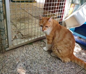 Ciccio: gattone buono e dolce cerca una casa in cui vivere il suo futuro felice