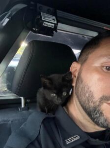 Clover, la gattina che ha rubato il cuore a un poliziotto