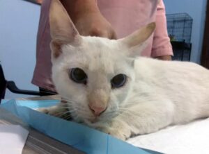 Danga Boy, il gatto che era finito in una strada trafficata