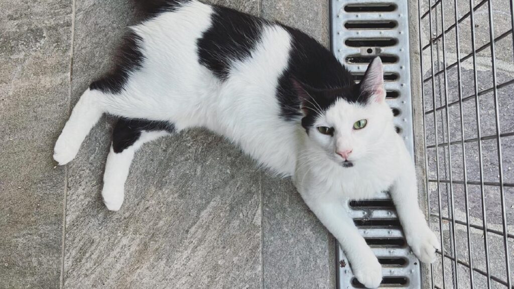 Dattero dal pelo bianco e nero