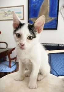 Donatello, il gattino salvato sui binari di una stazione è alla ricerca di una famiglia felice