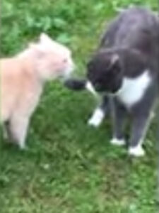Due gatti vicini di casa litigano tra loro: il divertente video