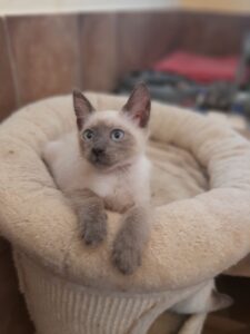 Fungo, il gattino che ha bisogno di una famiglia tutta sua è alla ricerca di un’adozione del cuore