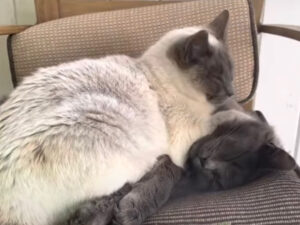 Video mostra la vita di tre gatti che vivono in una fattoria