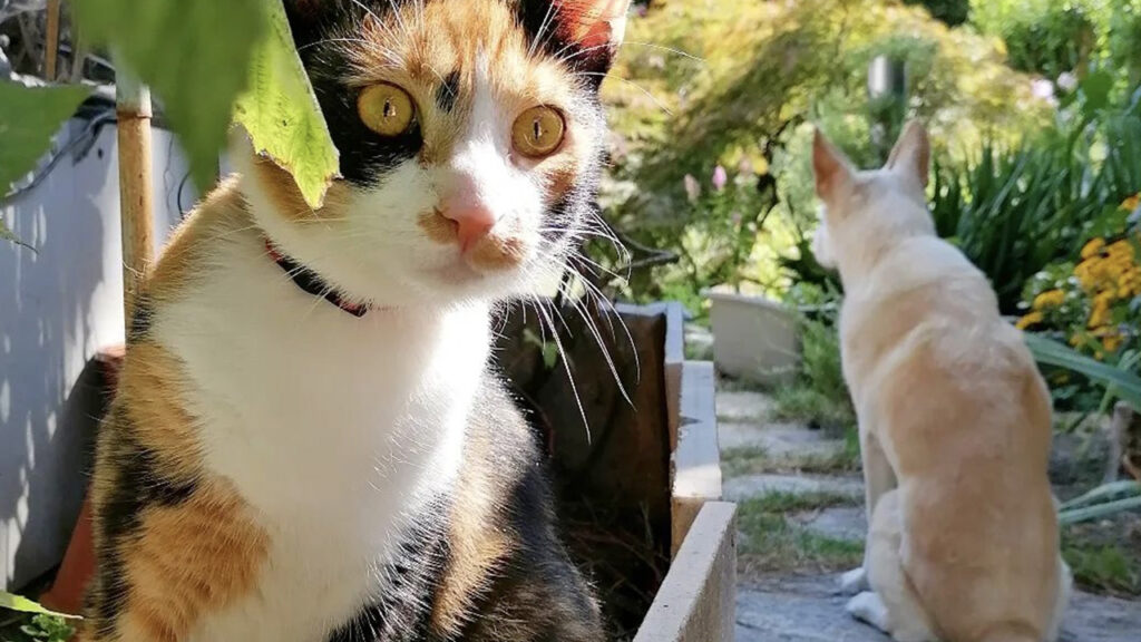 Gatto calico e cane sono amici e guardiani organizzati 