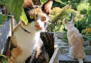 Gatta e cane guardiani organizzati, un esempio di amici complici