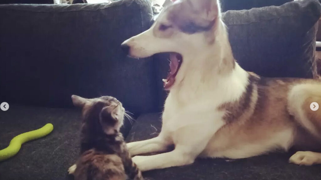 Gattino cerca di conquistare cagnolino che sbadiglia
