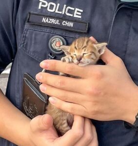 Gattino finisce nel motore di un’auto e la Polizia corre a salvarlo