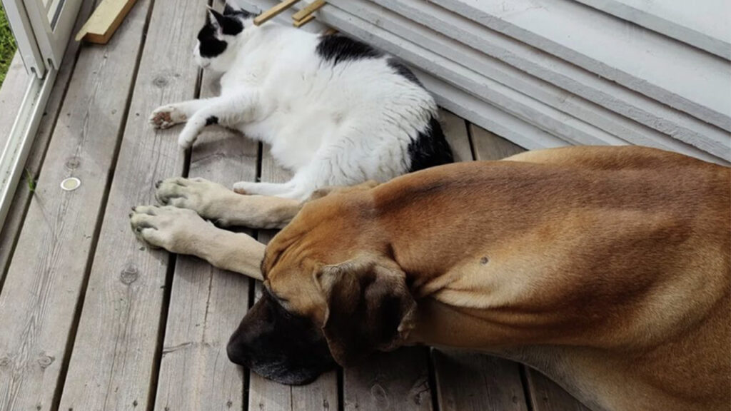 Gatto bicolore e cane dirigono dei lavori di costruzione