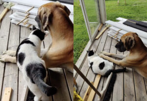 Gatto bicolore e cane dirigono dei lavori, capi così simpatici non si erano mai visti (VIDEO)