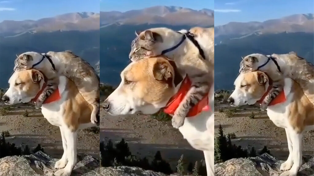 Gatto e cane amano le escursioni e sono amici