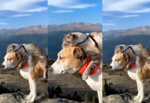 Gatto e cane amano le escursioni in compagnia, amici di avventura (VIDEO)