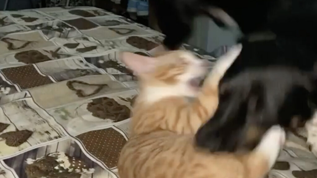 Gatto fa un agguato improvviso a cane e lottano