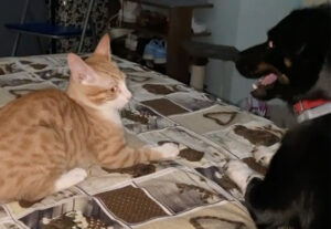 Gatto fa un agguato improvviso a cane, gioco o lotta? (VIDEO)