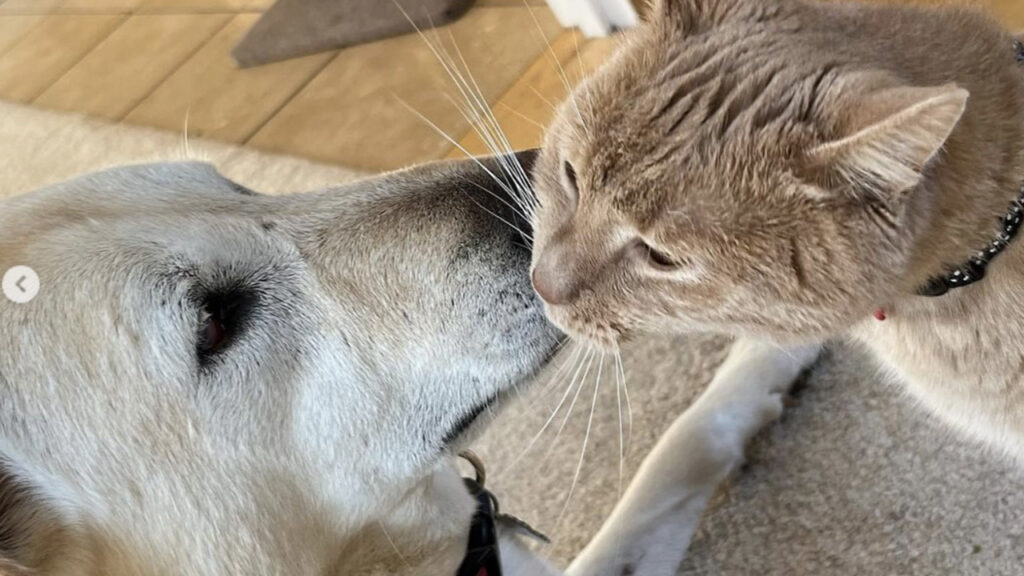 Gatto si prende cura del cane cieco il bacio
