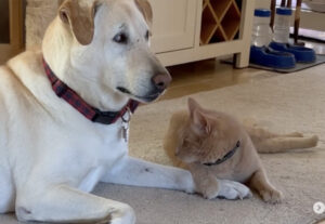 Gatto si prende cura del cane cieco, un’amicizia unica (VIDEO)