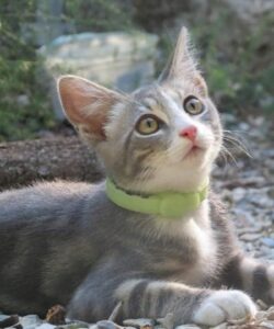 Kal-el, il meraviglioso gattino cerca una famiglia