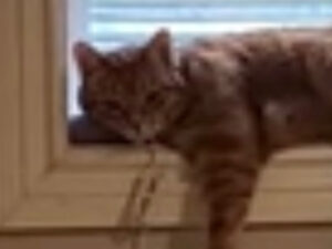 Gatto spaventato dal suo umano grazie ad Alexa: il divertente video