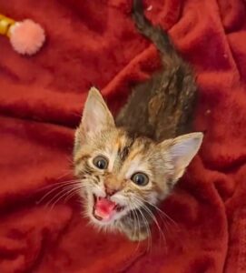 Lexus, la gattina trovata in un’officina