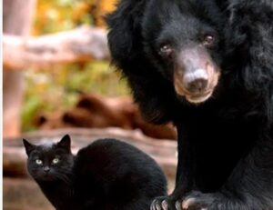 Mauschen e Muschi, il gatto e l’orso che festeggiano 10 anni di amicizia (VIDEO)