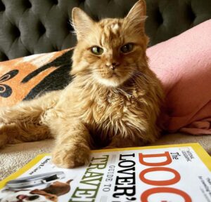 Maxx, il gatto che ha rischiato l’eutanasia