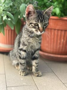 Milo, il gattino recuperato a bordo strada è alla ricerca di un’adozione per sempre