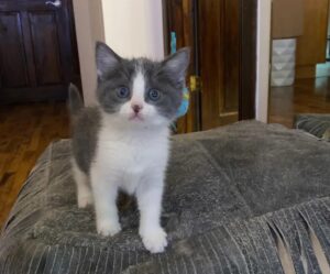 Nannah, la gattina trovata per strada, oggi è felice