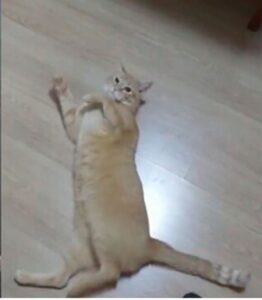 Gatto si getta a terra al nome “Neymar” (VIDEO)