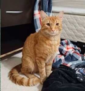 Gatto smarrito fa 64 Km per trovare la sua famiglia