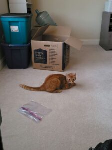 Oliver, il gatto che ha perso la sua famiglia durante il trasloco