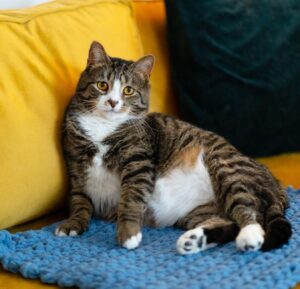 Otie, il gatto più triste del rifugio