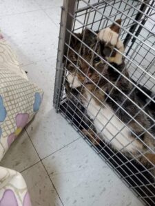 PBJ, il gatto che è rimasto per tre giorni con la testa bloccata in un barattolo