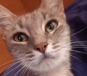 Perla: gattina salvata da un’incidente cerca ora una nuova famiglia