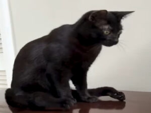 Gattino con le zampe storte sembra un ragnetto: la sua storia