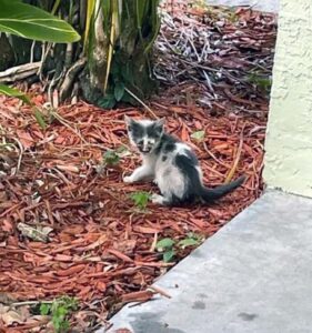 Rue, la gattina randagia che si è trasformata