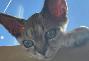 Sakhalin, il Devon Rex più buffo del web