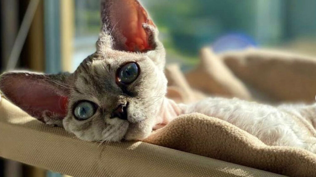 Sakhalin Devon Rex comodo