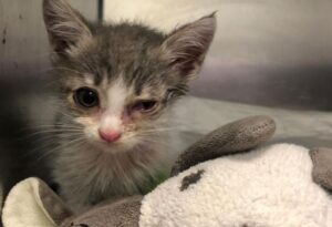 Tamy: la gattina lanciata da un’auto in corsa