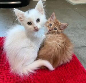 Webster e Pike, i gattini che hanno fatto innamorare una donna