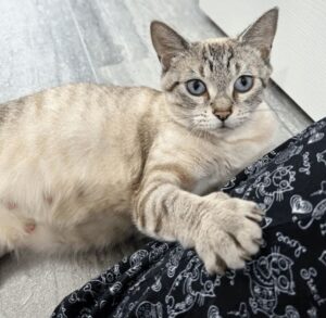 Willow: la gatta che deve partorire trova una casa