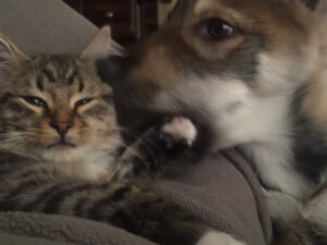 Gatto e cane sono migliori amici: il tenerissimo video
