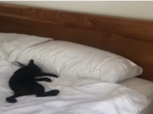 Ospite entra in una stanza d’albergo e trova un gatto randagio nel letto